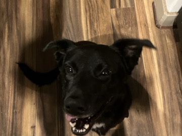 Labrador Retriever – FREE W/ TOYS & FOOD – Katy