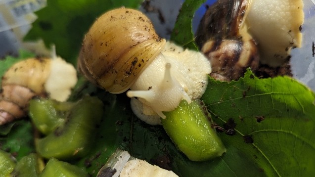 albino African snails!
