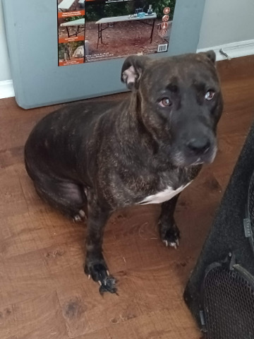 American Pit Bull Terrier – selling my dog