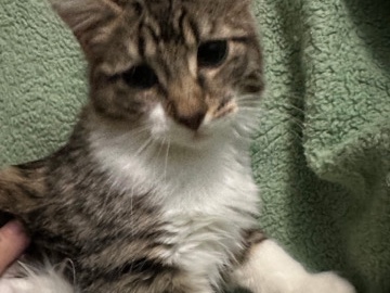 kittens looking for a forever home – Saint Petersburg