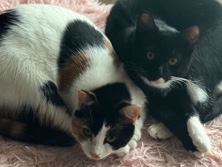 Cats Looking For Forever Home – Houston
