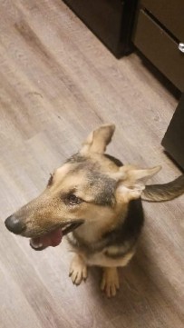 German Shepherd – Hello I'm Dalila