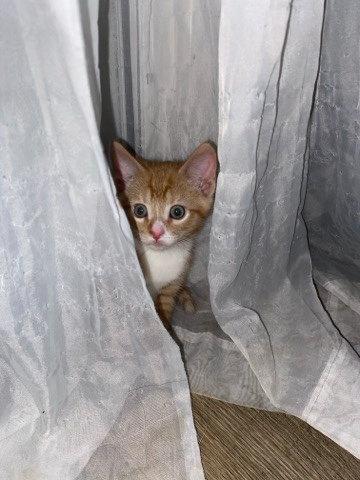 orange kitten for rehome