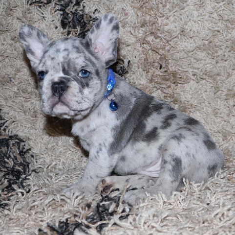French Bulldog – lovely Frenchies