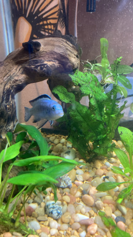 two pindani cichlids