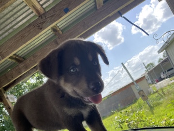 Siberian Husky – no name free rehome – Alvin