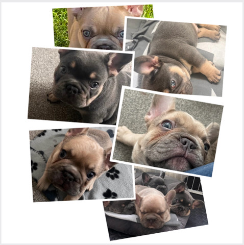 French Bulldog – 2x stunning blue eyed male pedigree kc reg