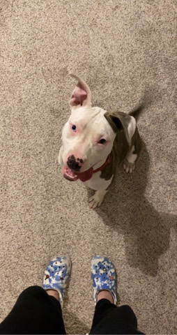 American Pit Bull Terrier – sweet Pitbull girl!