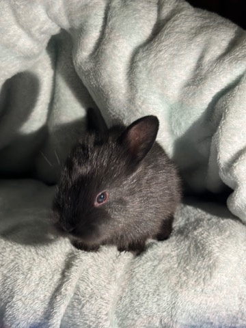 Lionhead bunny