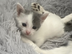 kittens looking for a new home