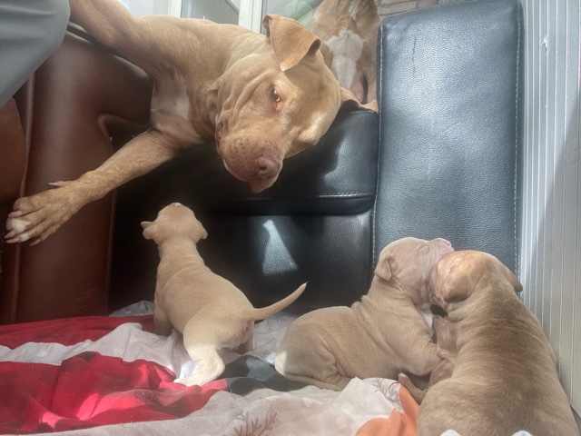 American Staffordshire Terrier – bull puppies – Sunderland