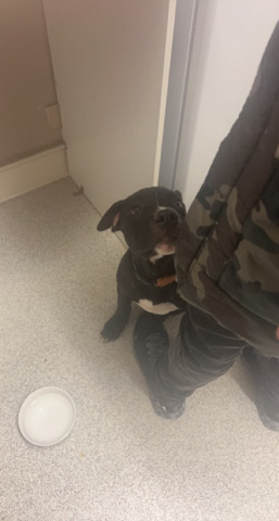 American Bulldog – American bully