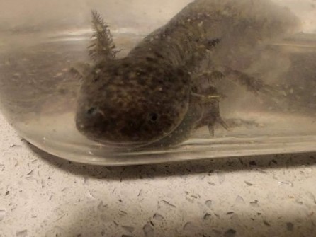 fish – Axolotls super sale