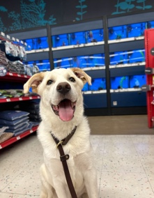 Great Pyrenees – Free Pup
