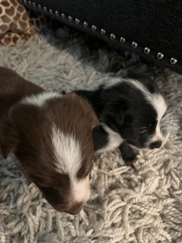 Australian Shepherd – Border Collie/ Australian shepherd puppies