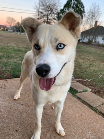 Siberian Husky – Pitsky Mix