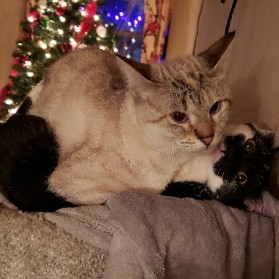 Turkish Angora – need to  rehome 2 very sweet cats