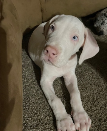 Great Dane – Great Dane Puppy