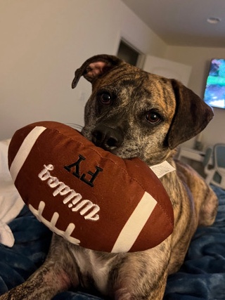 Catahoula Cur – Hi, I’m George!