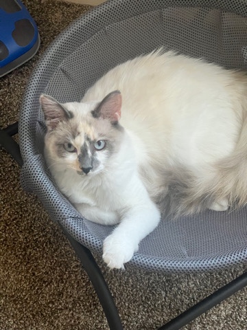 Siamese – Free Kitten