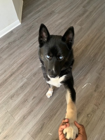 Siberian Husky – Husky Mixed With Akita ***