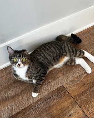 American Shorthair – Rehome for Tucker