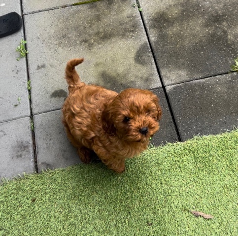 Poodle – Poodle puppy