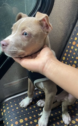 American Pit Bull Terrier – need of new home