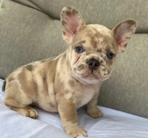 French Bulldog – Frenchie breader in Tx