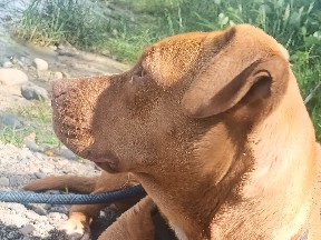 American Pit Bull Terrier – RedNose Pit / Rhodesian – Oroville