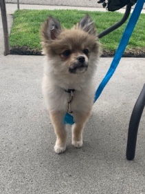 Pomeranian – Pomeranian puppy