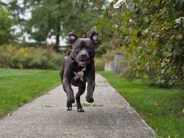 American Pit Bull Terrier – Friendly Pitbull (1 Year Old) Looking for Loving Home 🐶💛 – Waterbury
