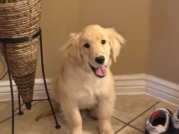 Golden Retriever – Golden retriever
