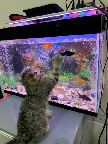 cats
