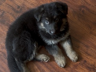 Old German Shepherd Dog – Beautiful AKC German Shepherd Puppies – Detroit