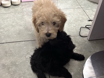 Poodle – Poodle puppies – Dallas