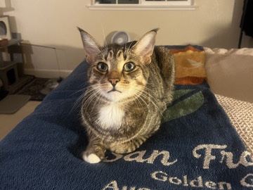 American Shorthair – looking to rehome affectionate tabby! – Tracy