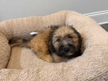 Maltipoo – Maltipoo puppies – Raleigh
