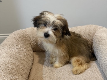 Maltipoo – Maltipoo puppies – Raleigh