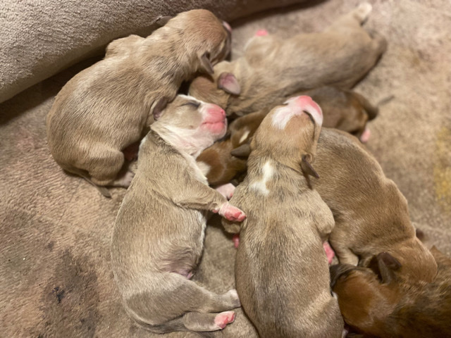 Blue Pits