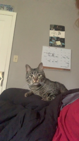 Miss Zucchini Needs a Home