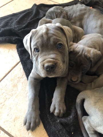 Cane Corso – Cane Corse