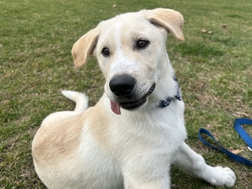 Labrador Husky – Milo <3 – Azusa