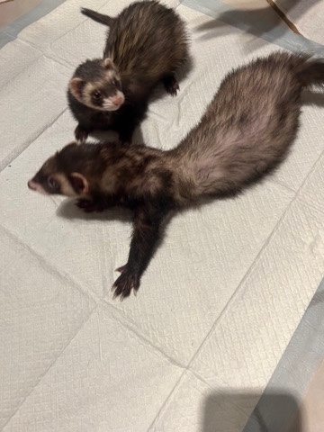 ferret – 2 Adult Ferrets, 1 male & female