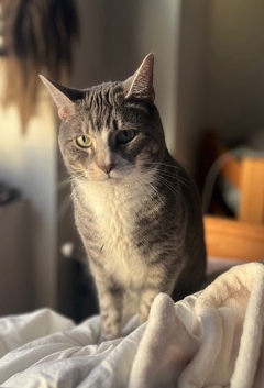 American Shorthair – One fully grown good boy cat Male Neutured