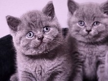 British Shorthair – Bkh Kitten abzugeben – Recklinghausen