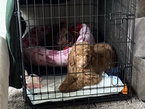 Poodle – FEMALE LABRADOODLE – Fontana