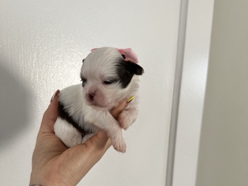 Shih Tzu – Female Shih Tzu – Chatham