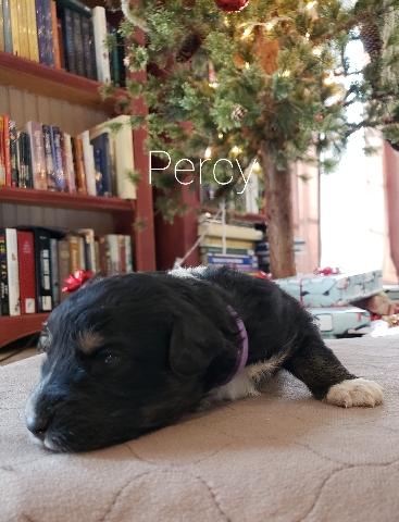 Australian Shepherd – Aussiedoodle Puppy