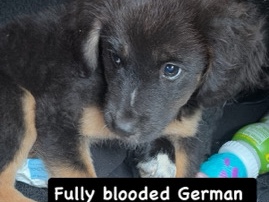 German Shepherd – German shepherd – Atlanta